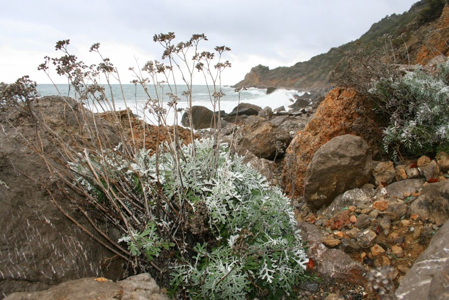 Морской еж Strongylocentrotus