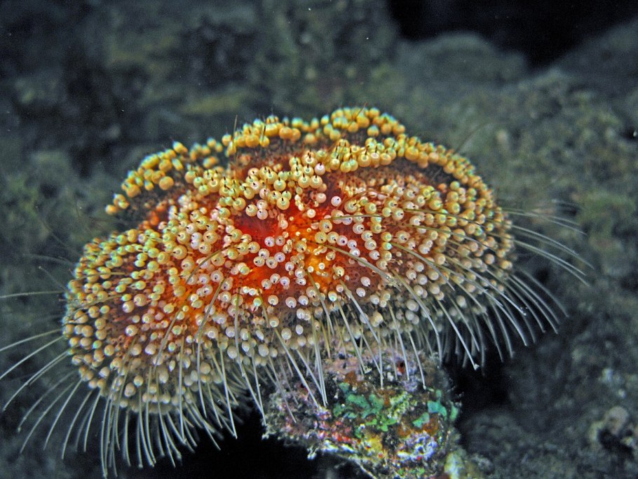 Фуопсис многолетник