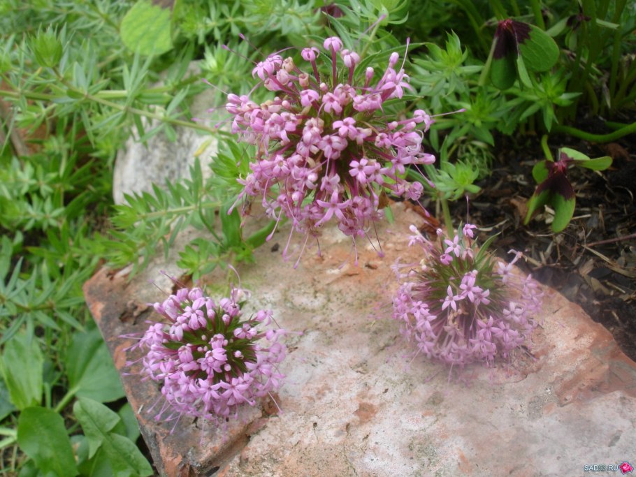 Очиток Эверса (Sedum ewersii)