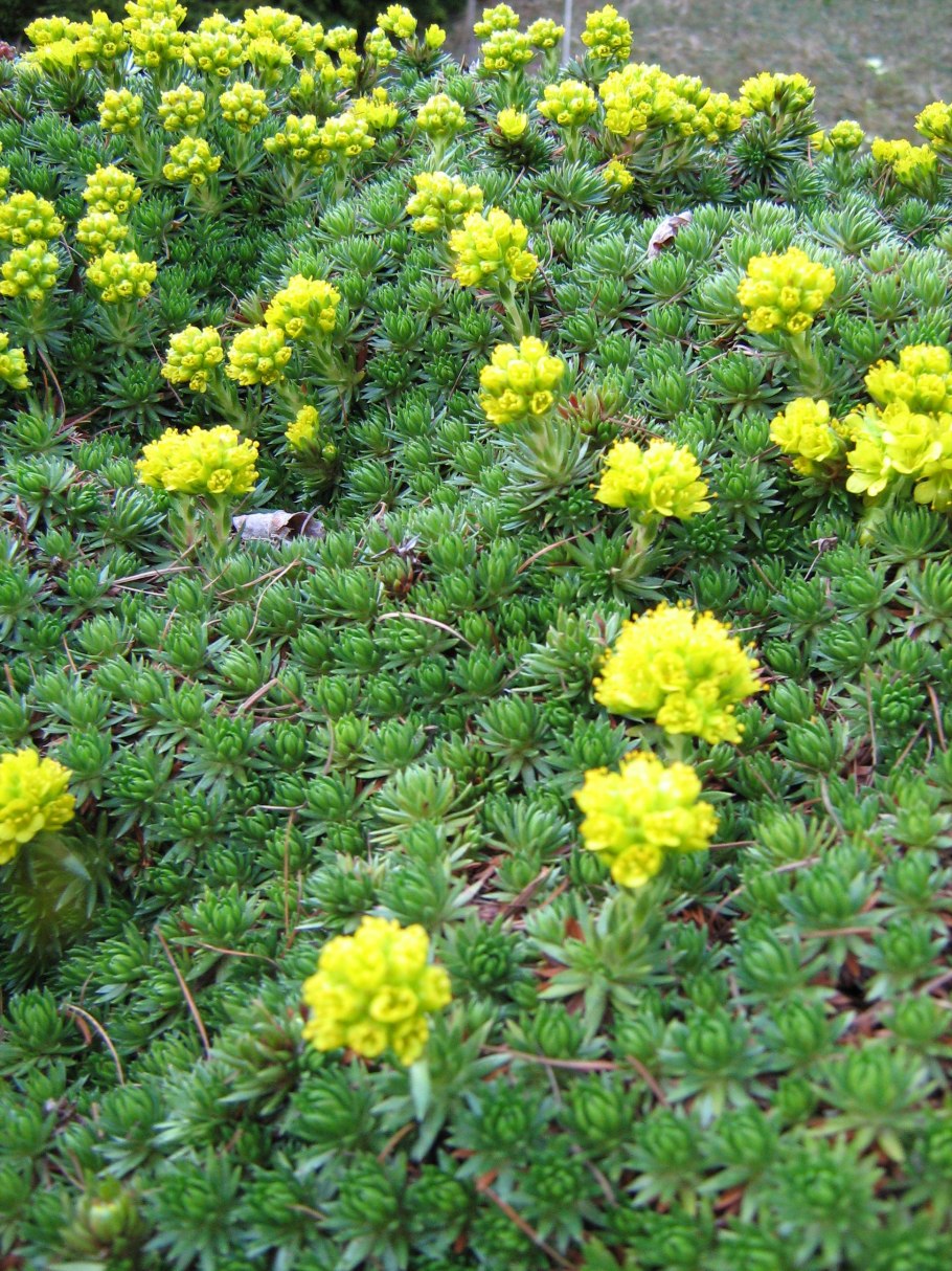 Crambe abyssinica капуста