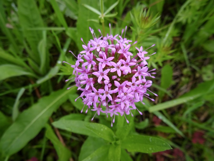 Фуопсис многолетник