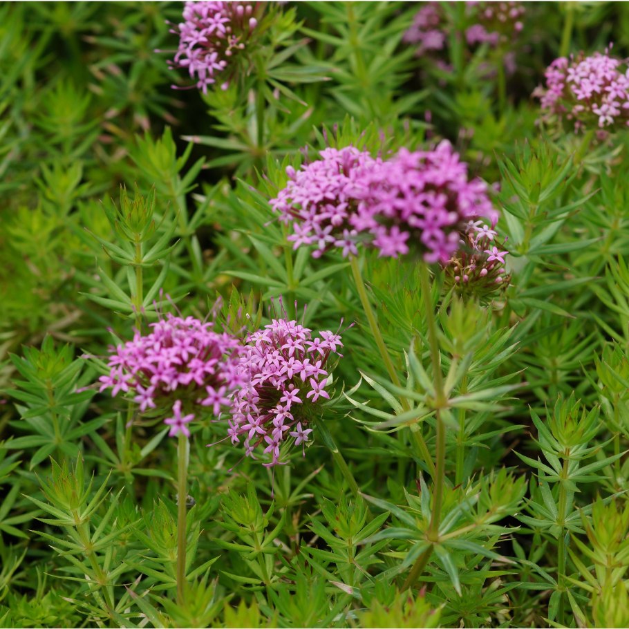 Фуопсис Претти Пинк (pretty Pink)