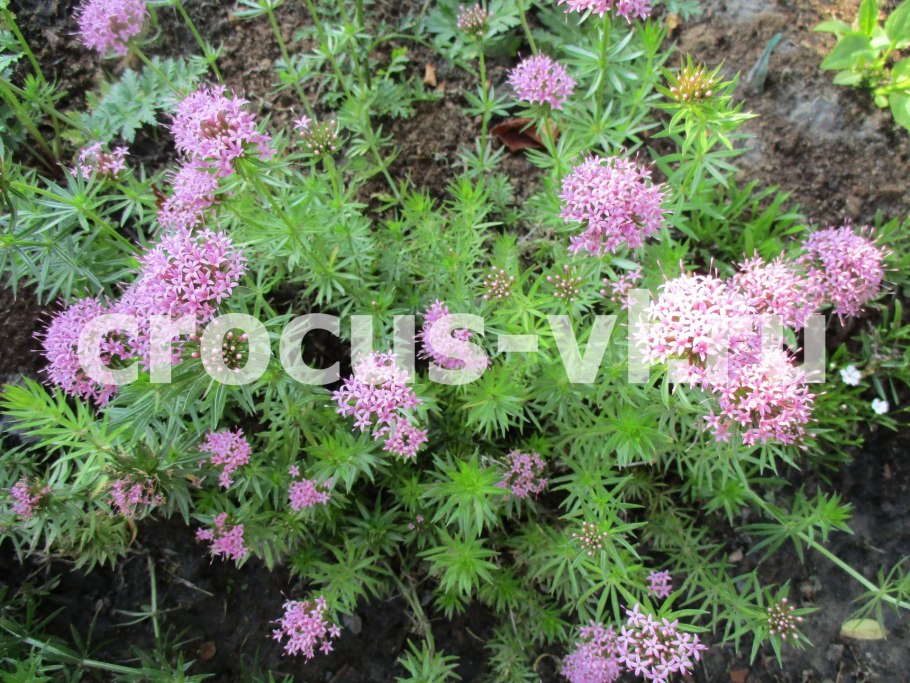 Цветы розовый Фуопсис