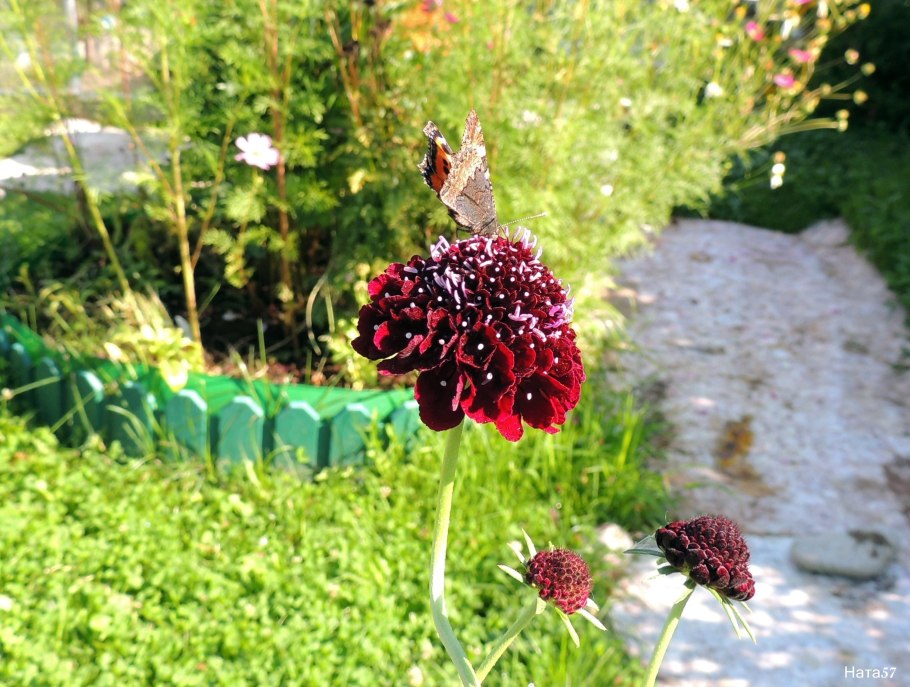 Астра скабиоза