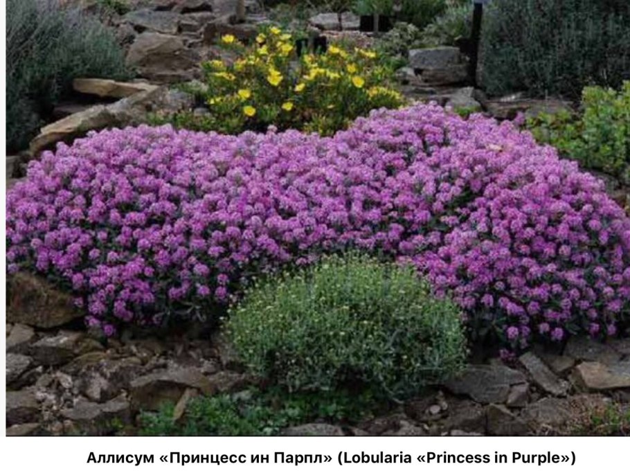 Фуопсис длинностолбиковый