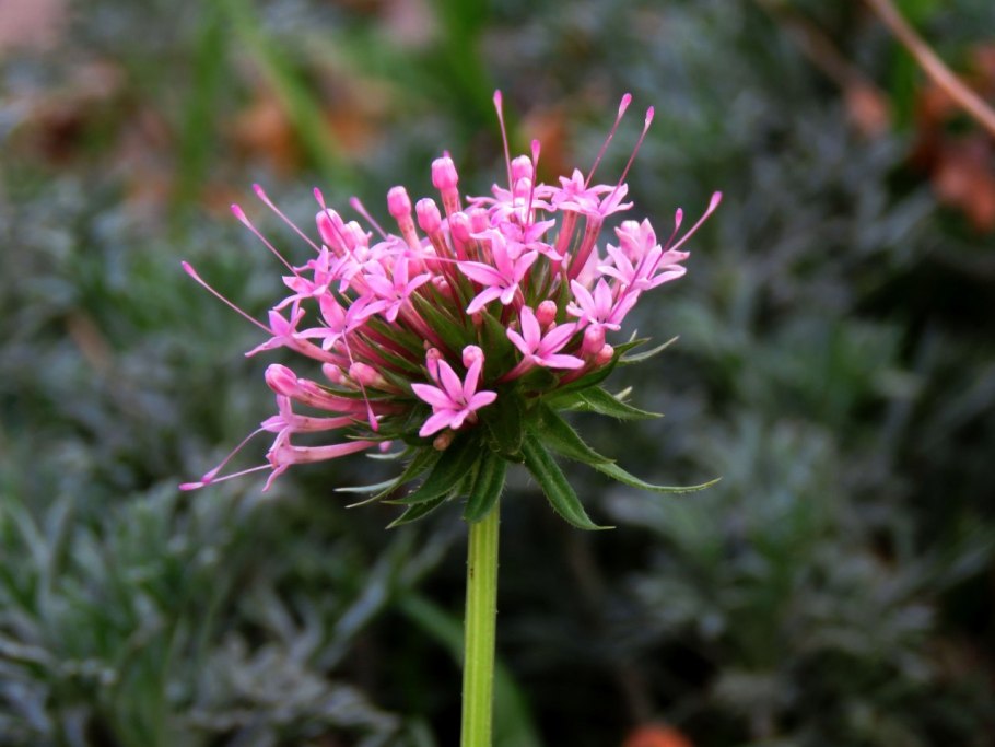Вербена многолетняя