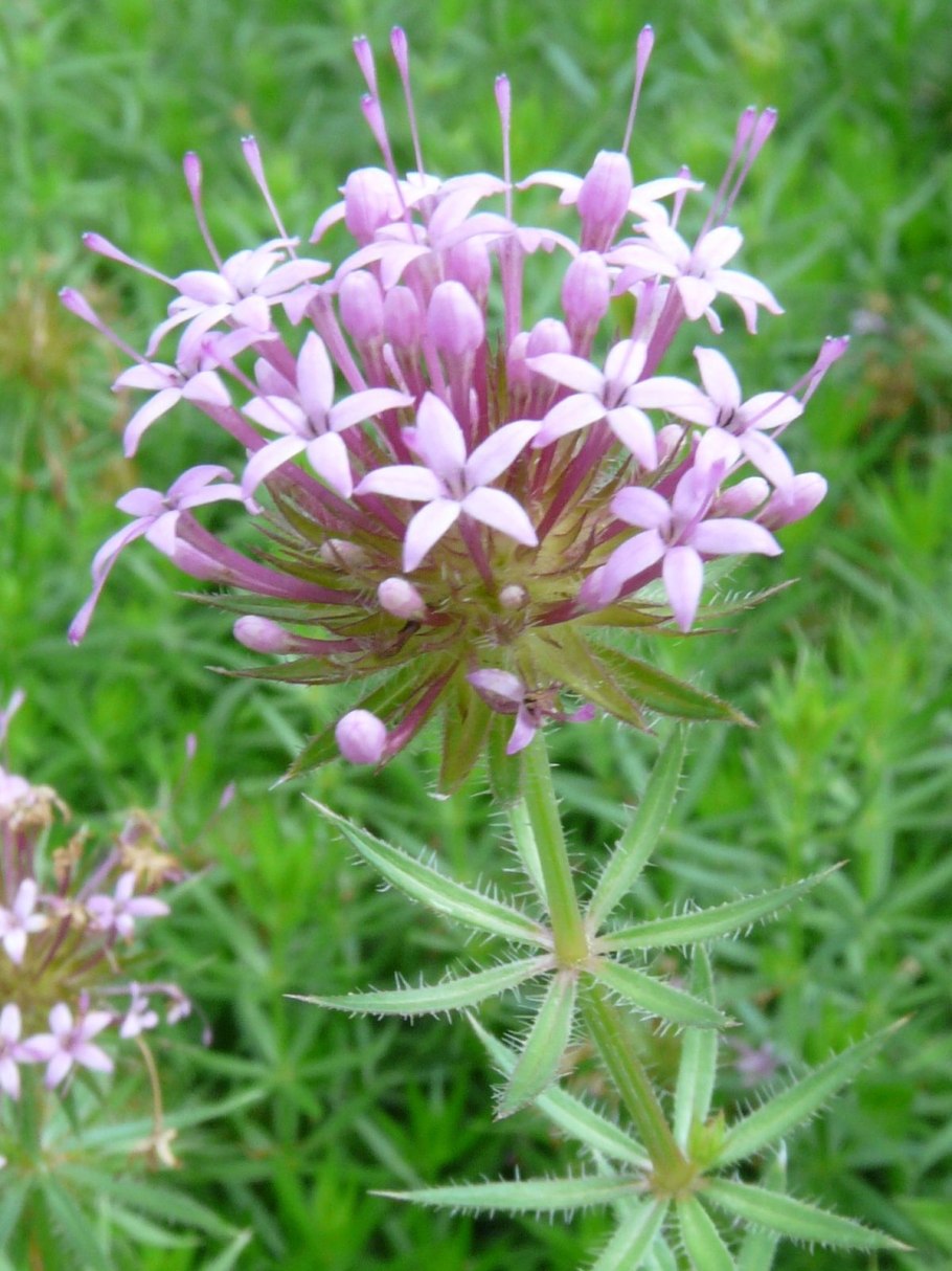 Скабиоза Голубиная