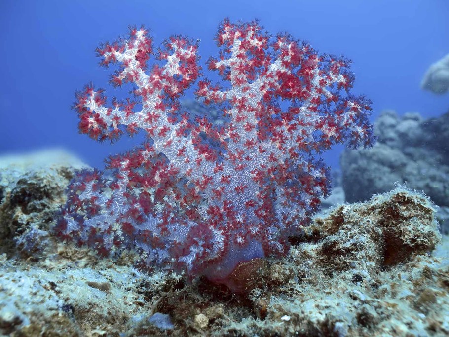 Коралл циатофиллум