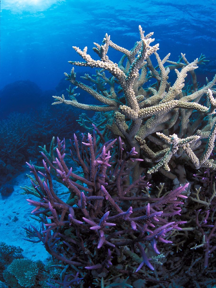 Большой Барьерный риф