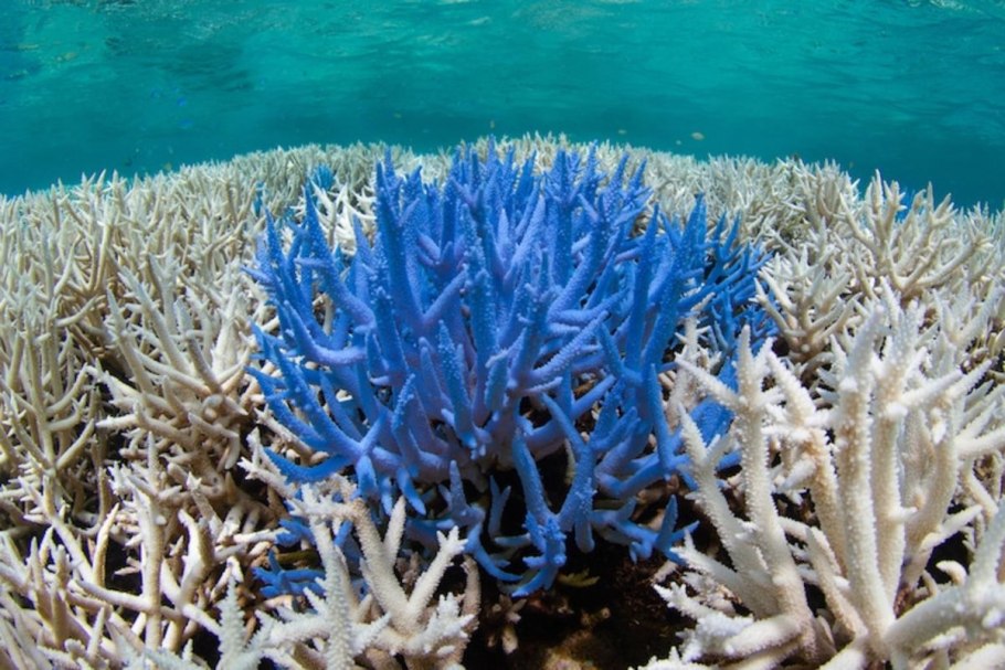 Цветные кораллы