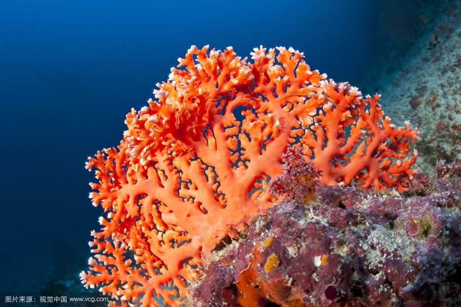 Коралл циатофиллум