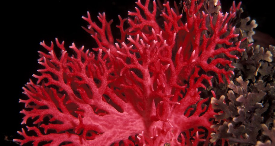 Коралина водоросль красная