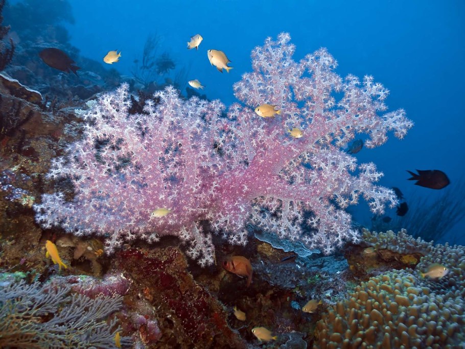 Фрагование кораллов