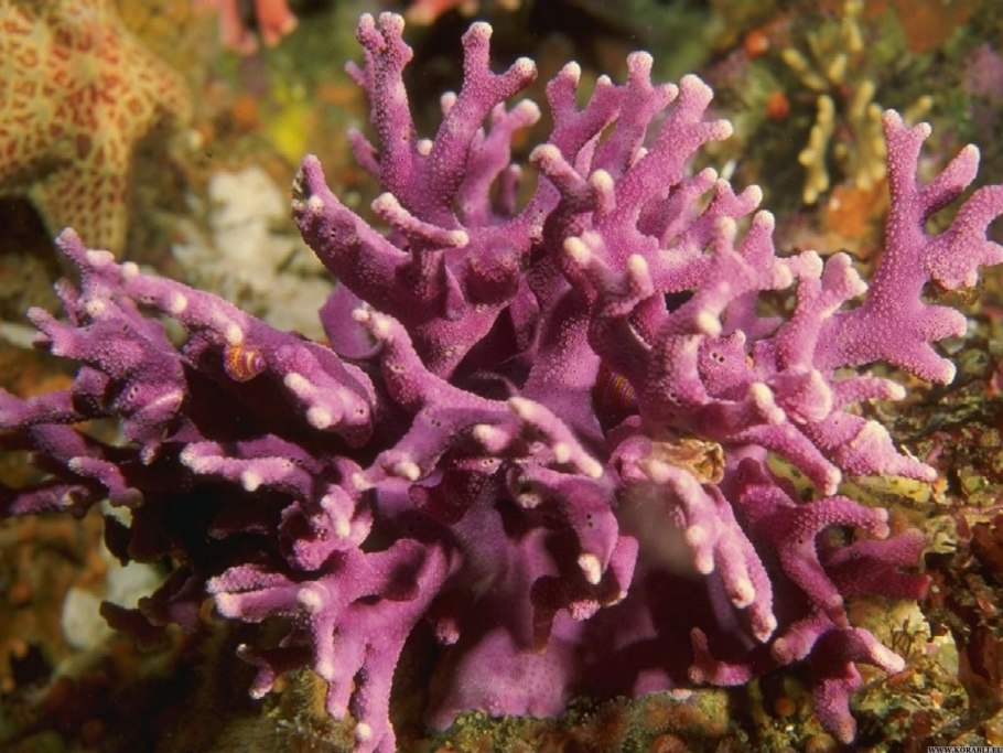 Коралловые полипы и водоросли