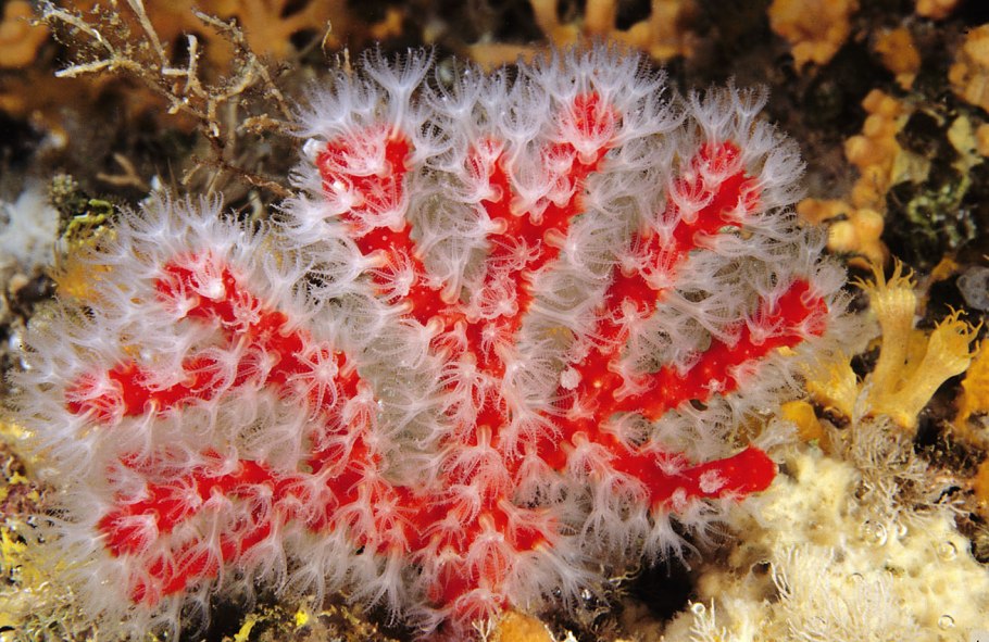Восьмилучевые коралловые полипы