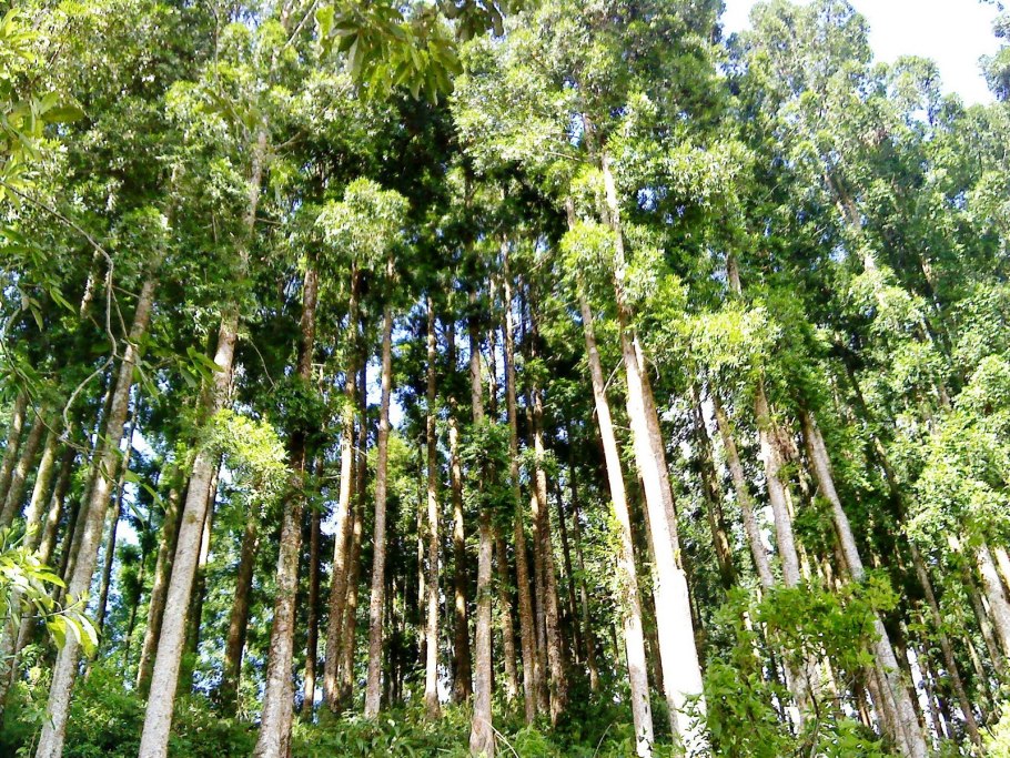 Агатис даммара