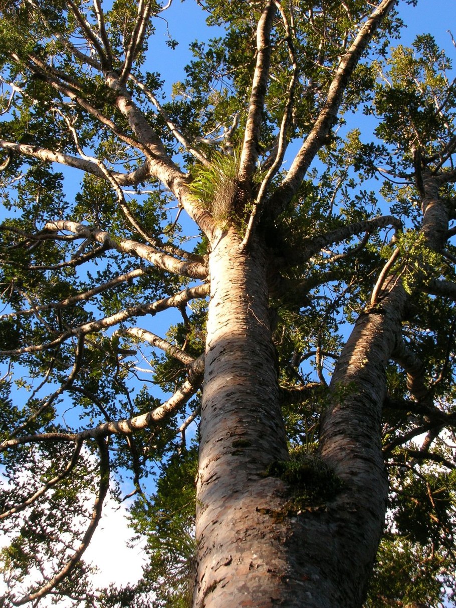 Агатис даммара