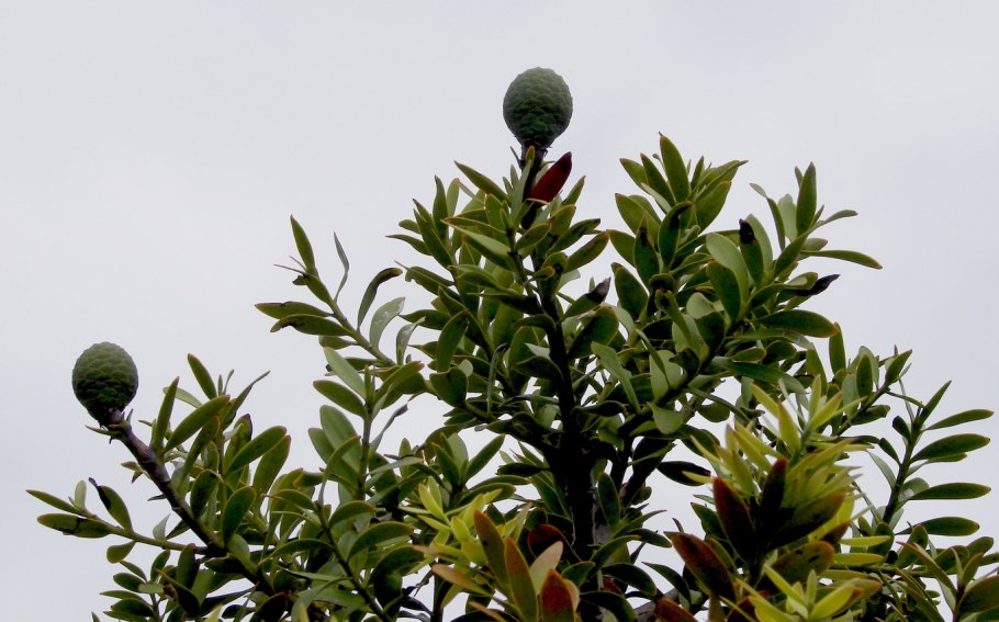 Агатис крупнолистный