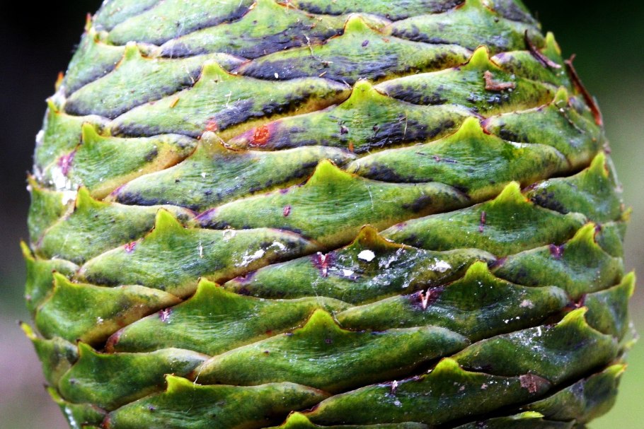 Агатис даммара