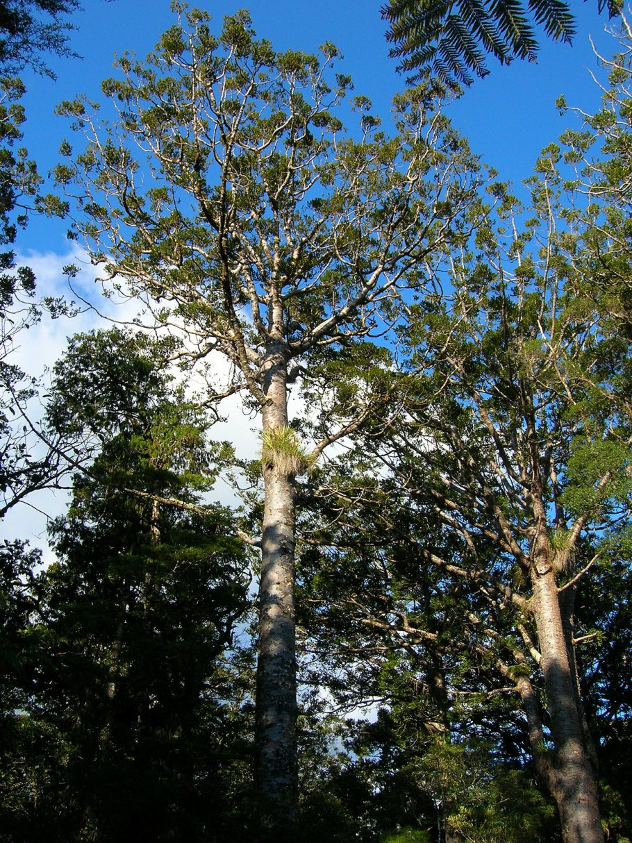 Агатис Южный ветка