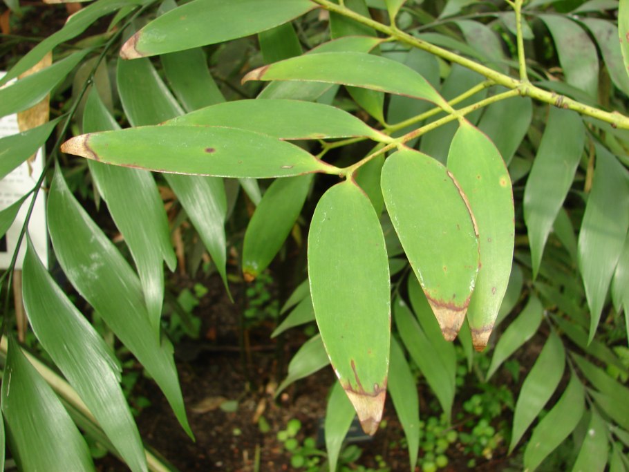 Каури дерево в новой Зеландии