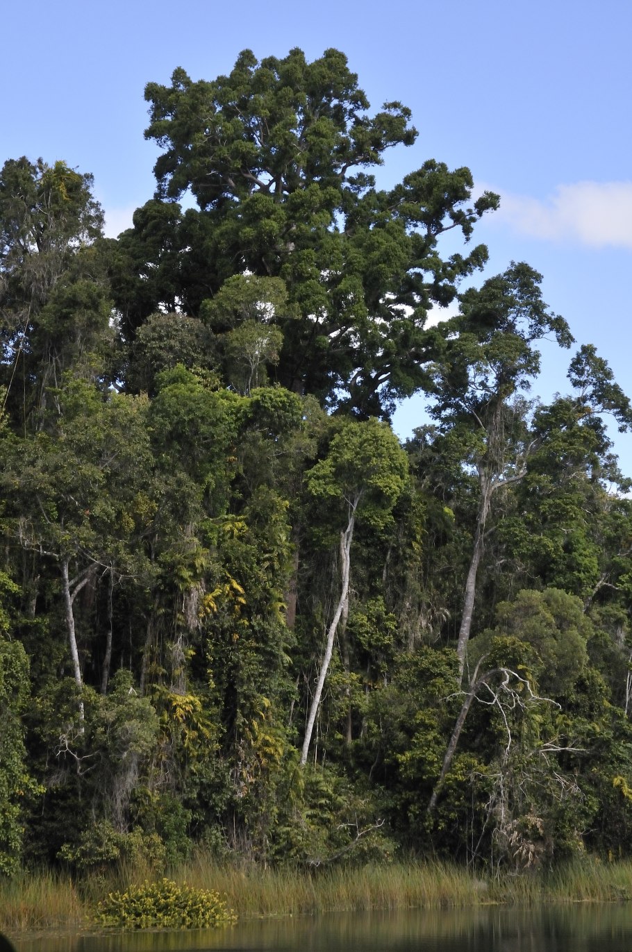 Тропические леса коста-рика