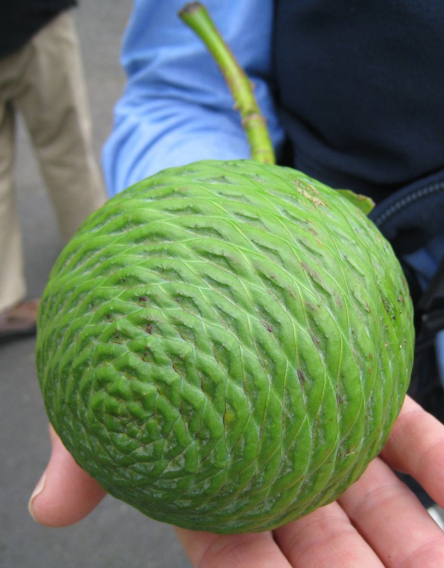 Агатис Робуста