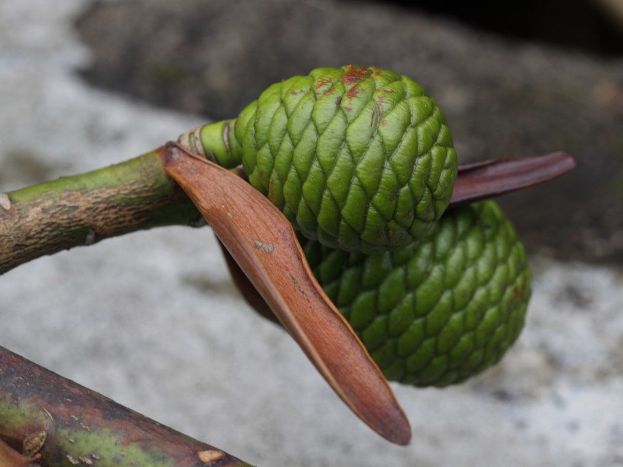 Новозеландская сосна Каури или агатис Южный