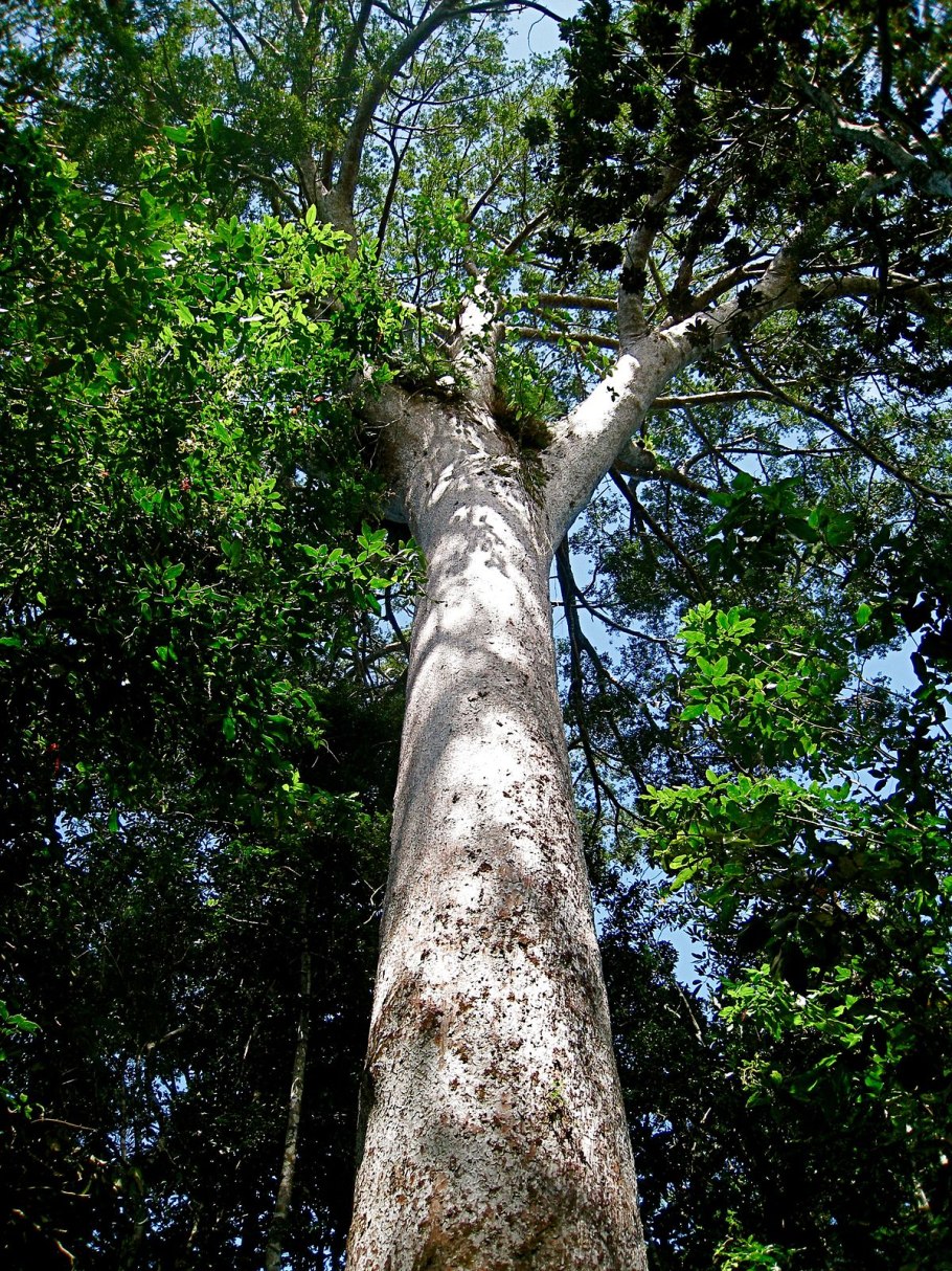 Агатис Австралии