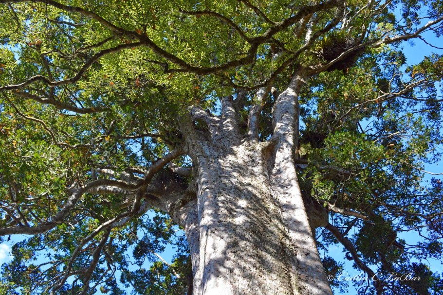 Агатис дерево