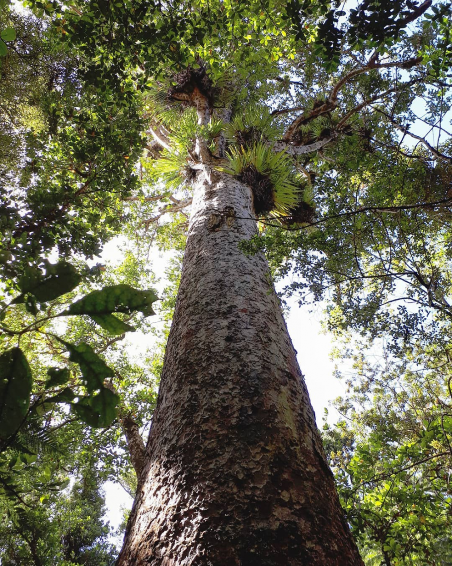 Агатис дерево