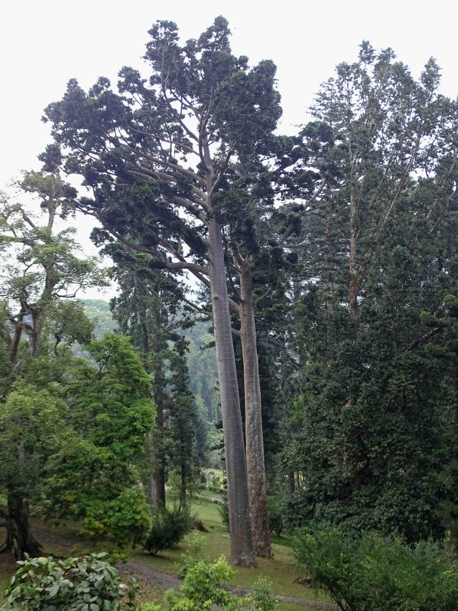 Каури дерево в новой Зеландии