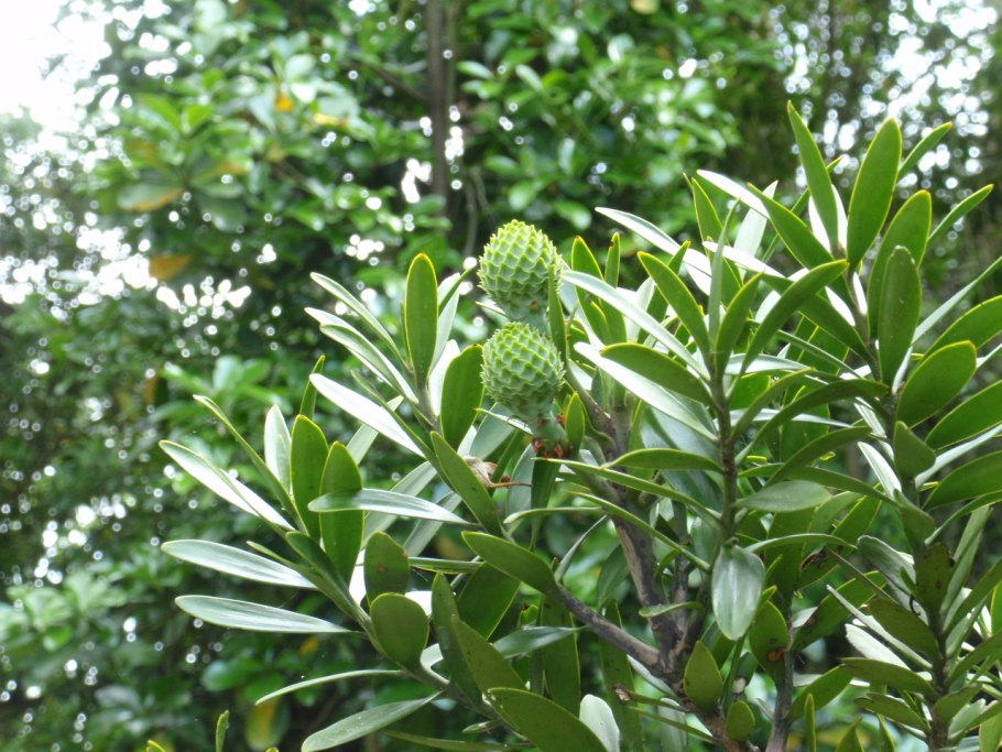 Агатис Южный Каури листья