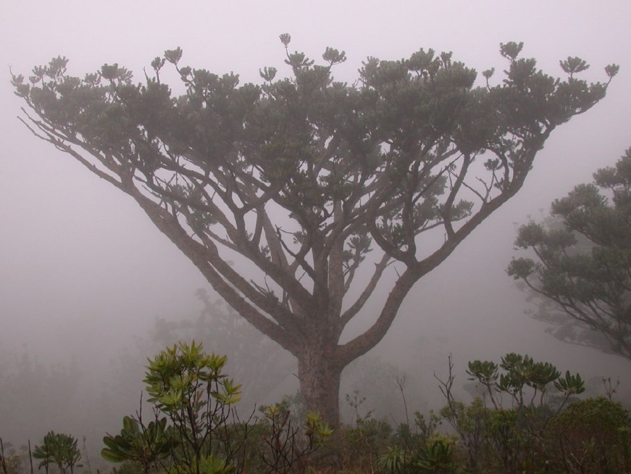Агатис дерево