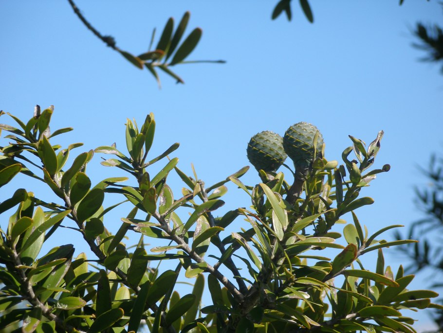 Агатис Южный