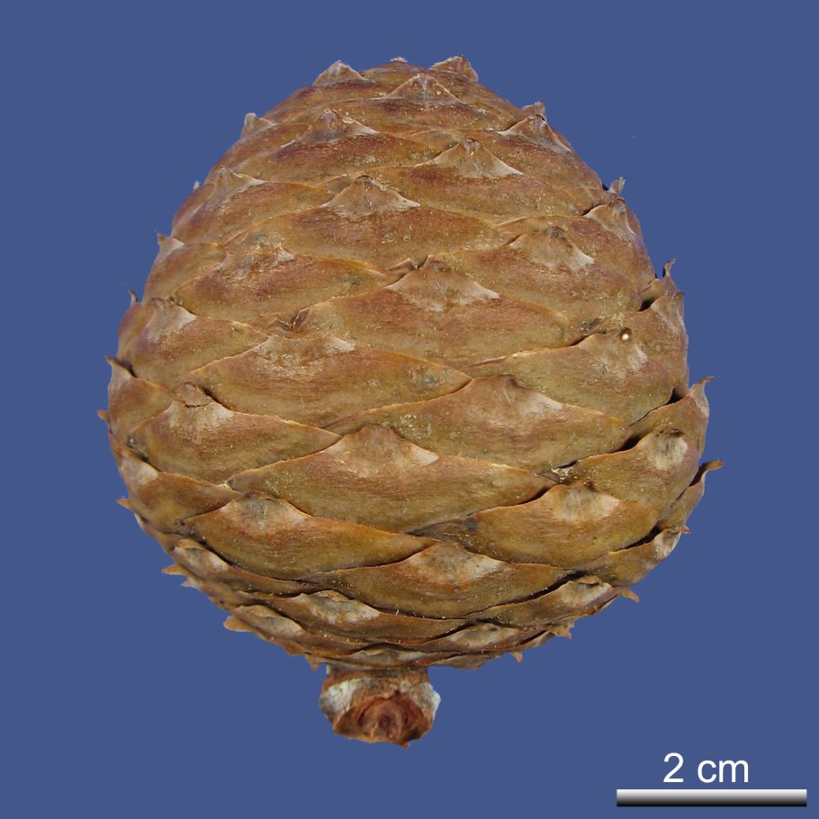 Агатис плоды