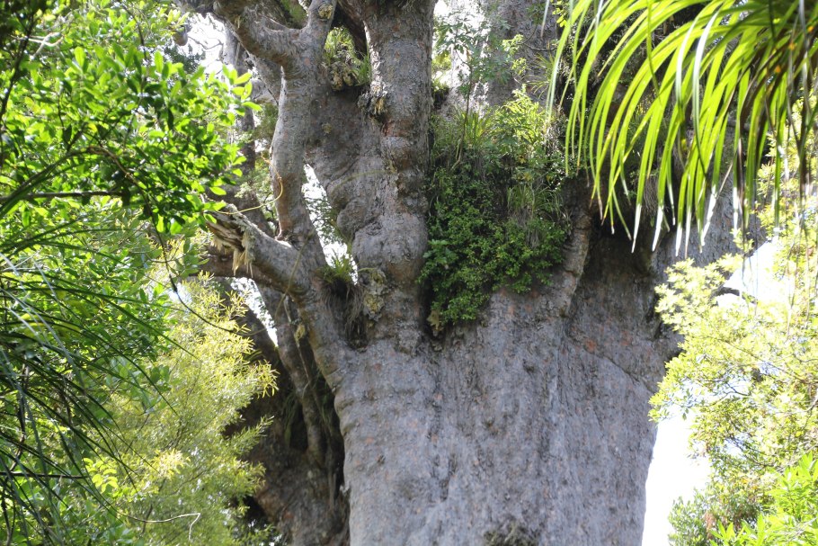 Агатис крупноколосковый