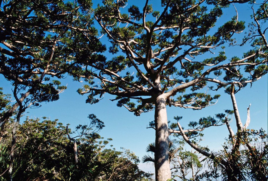 Агатис даммара