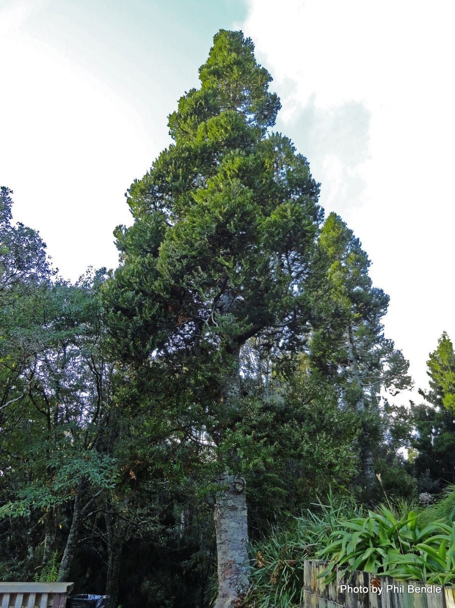 Агатис новозеландский