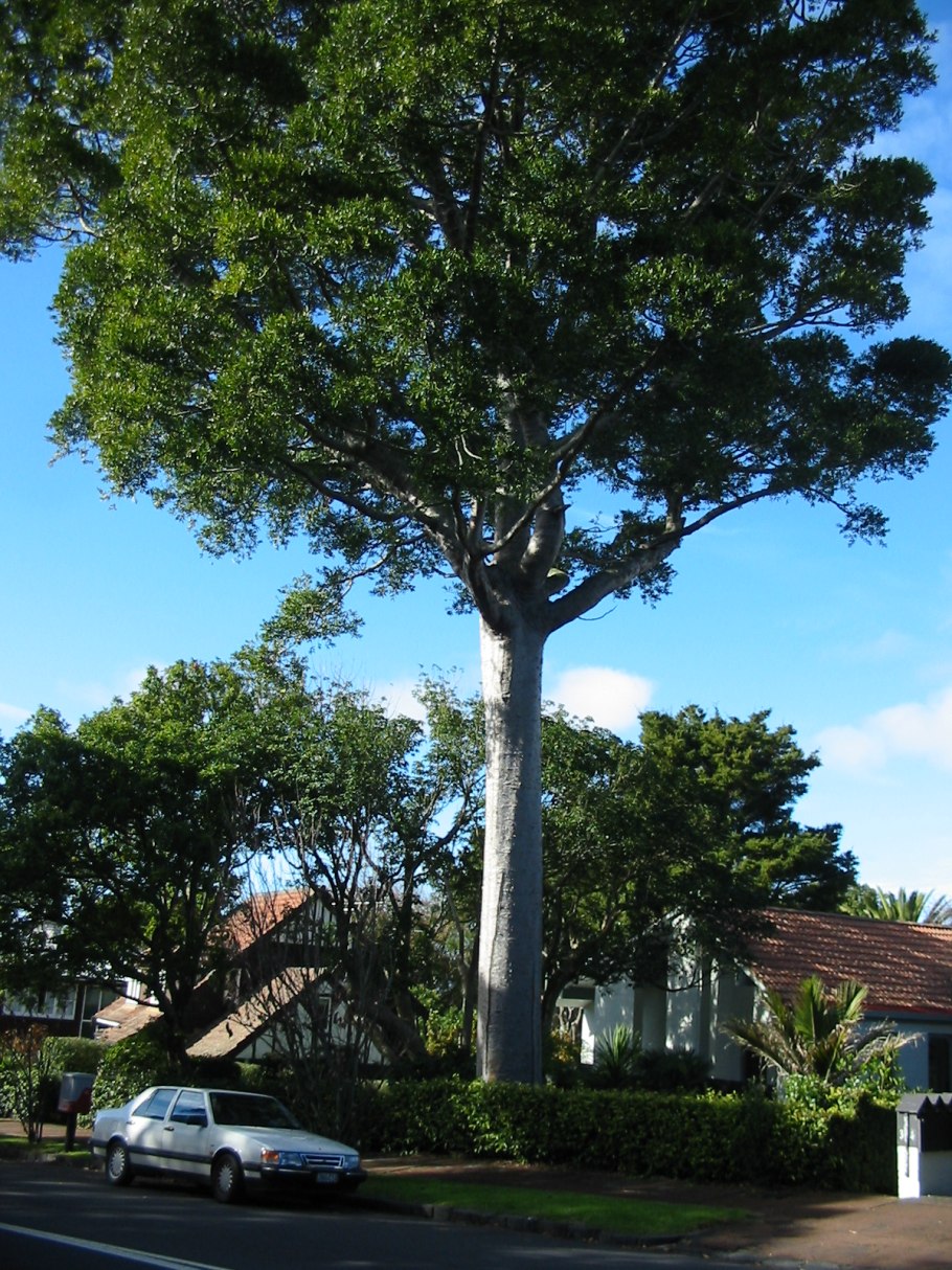 Агатис дерево