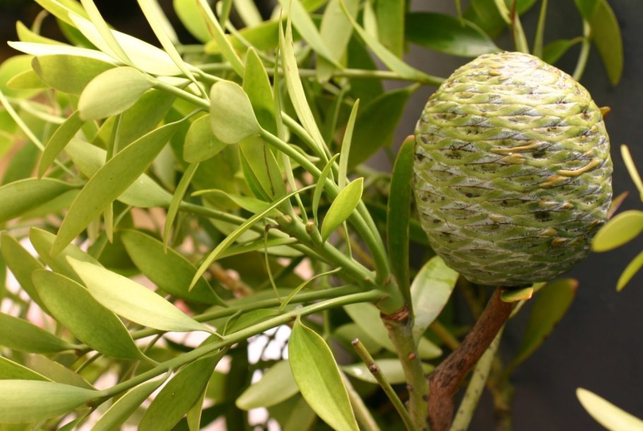 Агатис крупнолистный