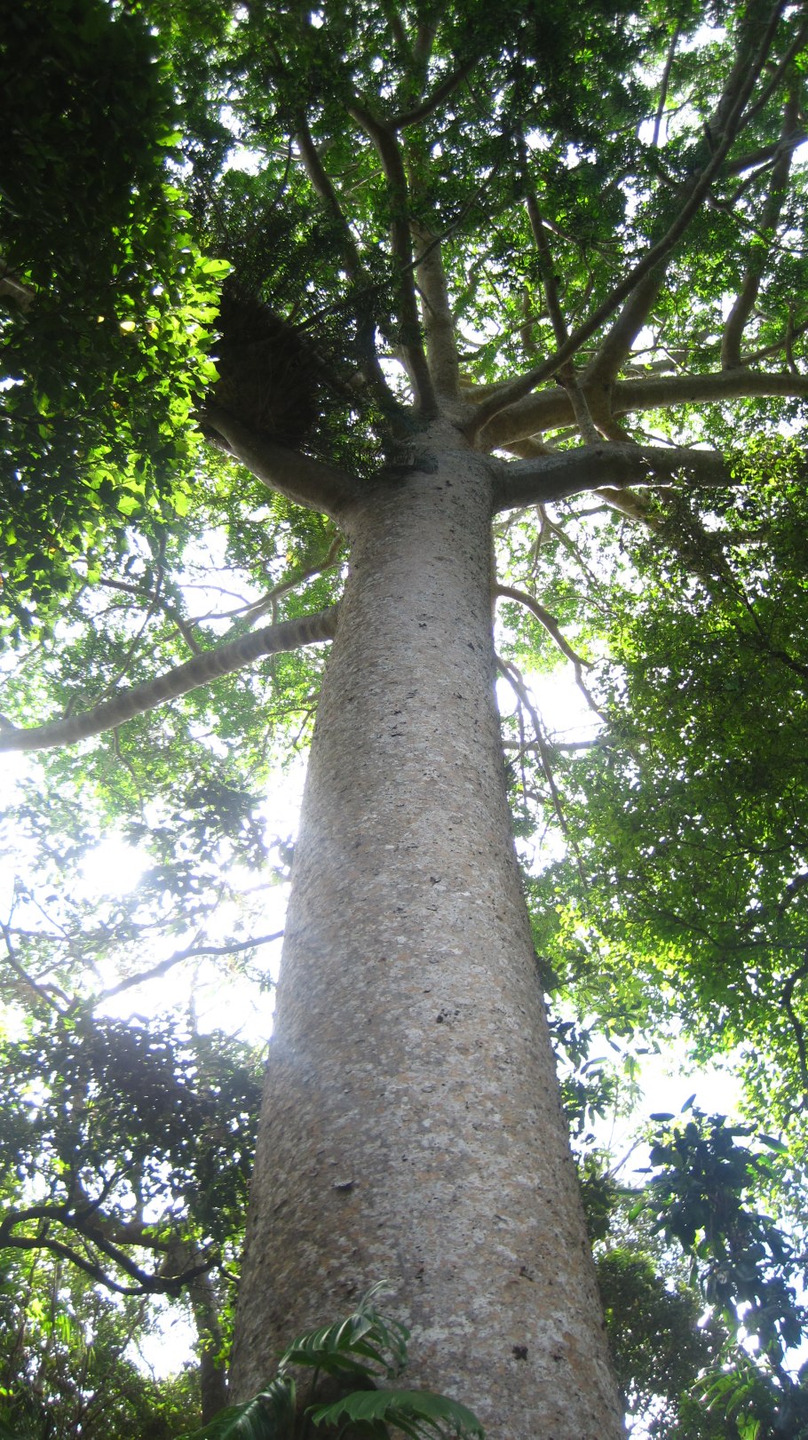 Агатис даммара