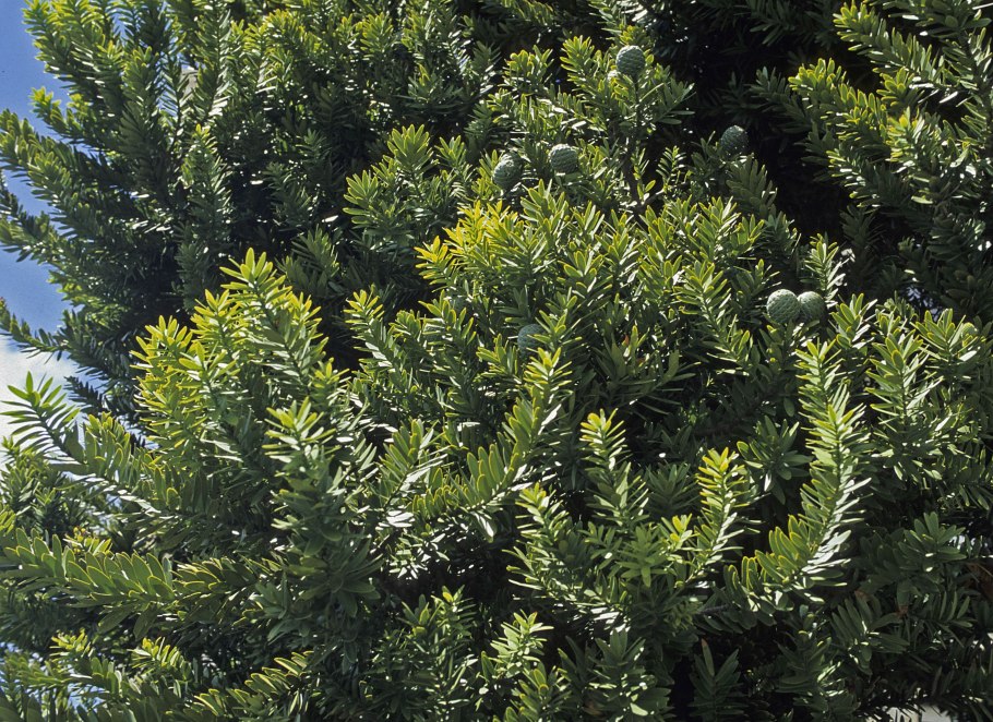 Агатис даммара