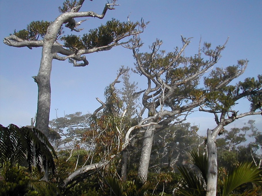 Агатис даммара дерево