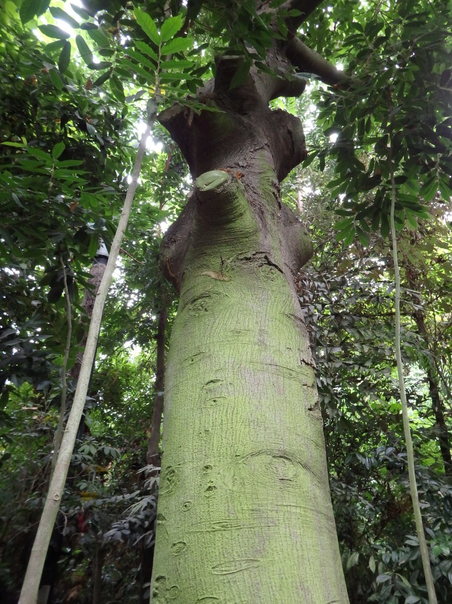 Новозеландское дерево Каури