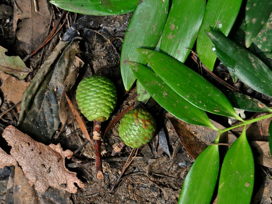 Агатис даммара