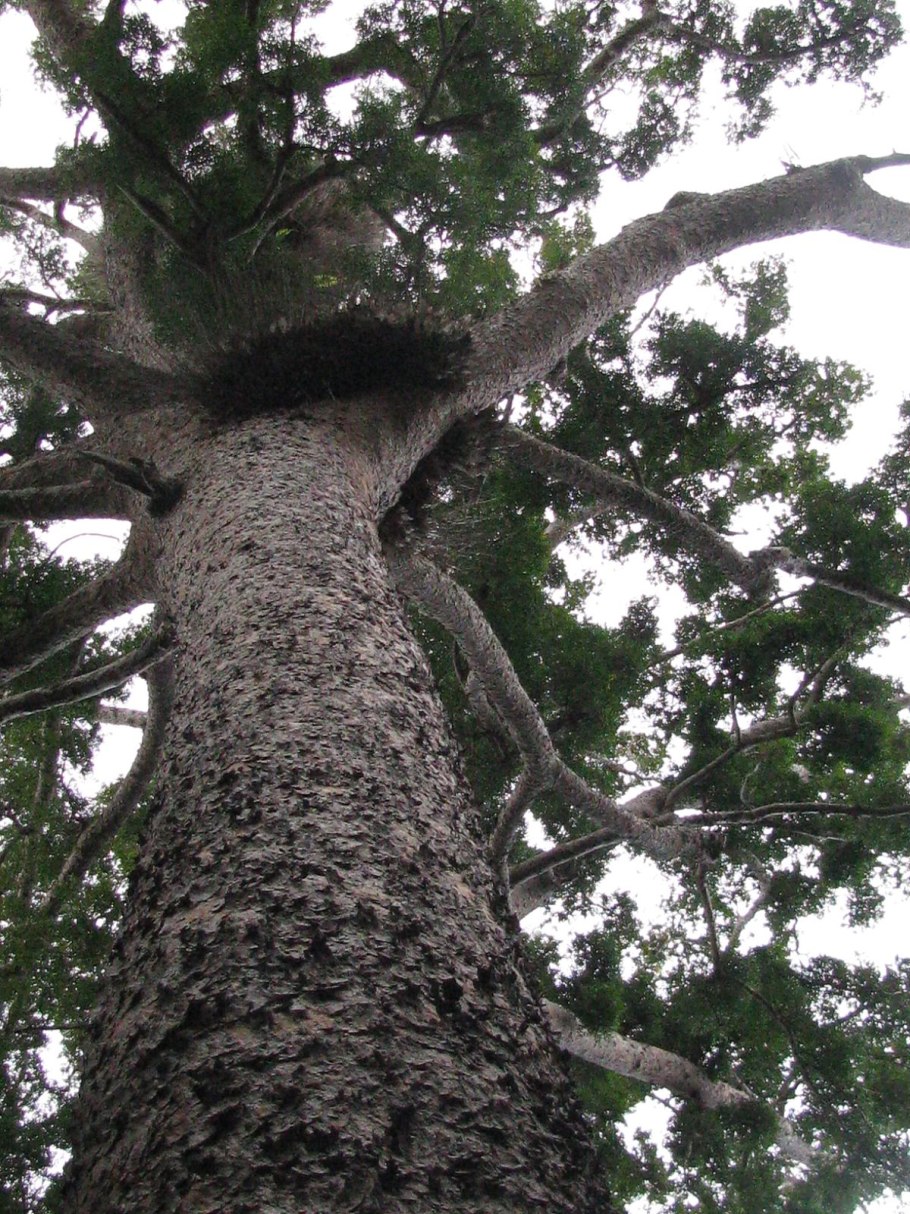 Новозеландская сосна Каури или агатис Южный