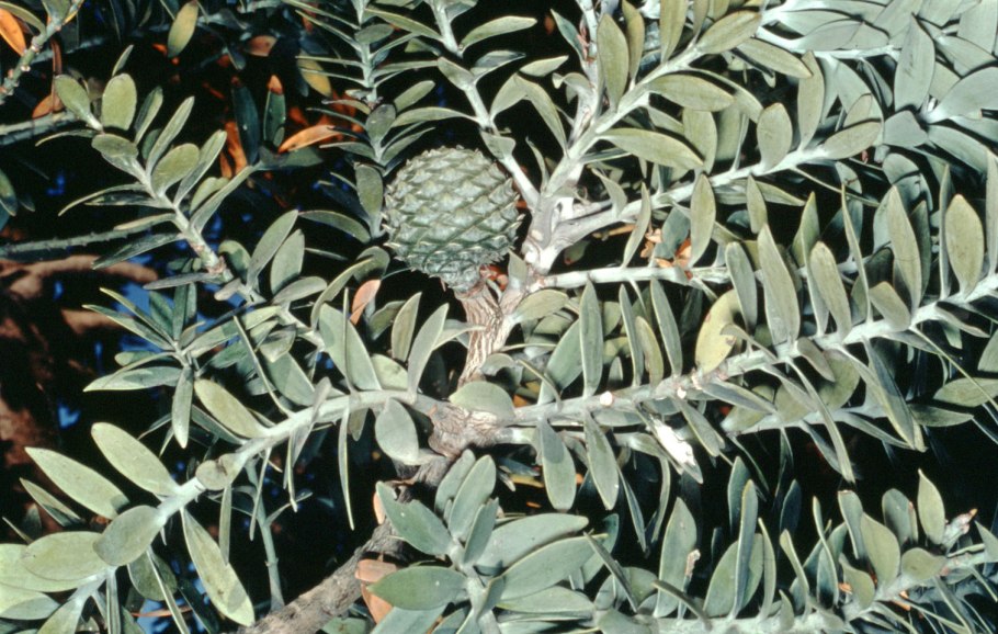 Агатис подокарпус каури