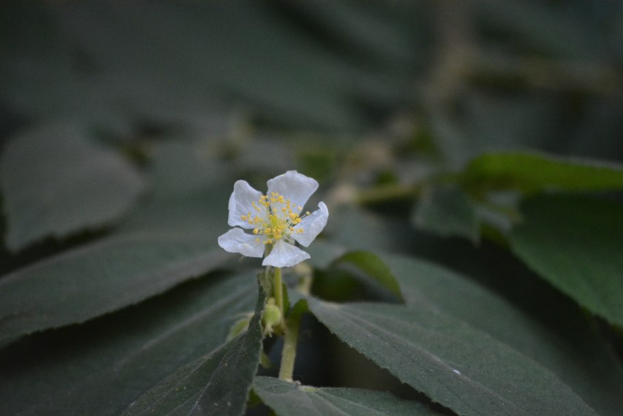 Маленькая Азия вишня