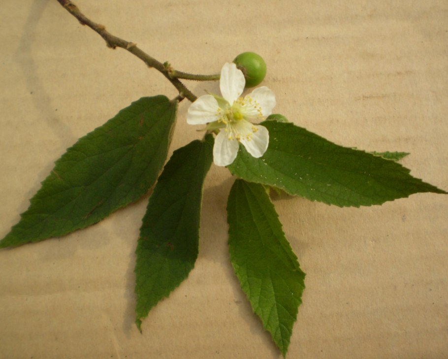 Muntingia calabura seedling